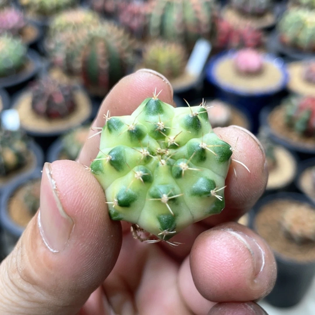 当前无花朵，栽培后可花朵月亮皇冠