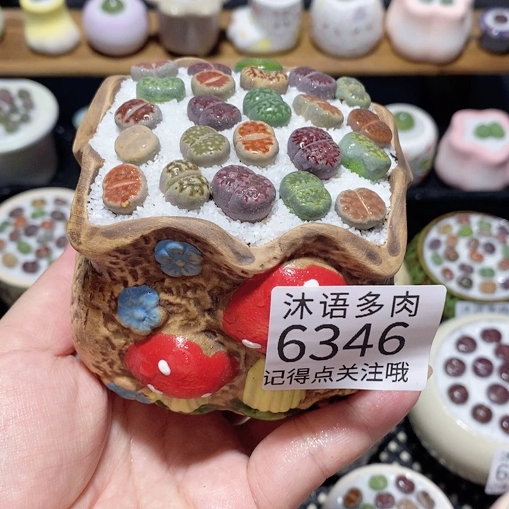 带盆土植物 一物一拍6346