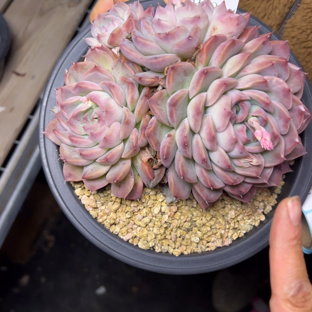 宝9031肉多饿我哦肉