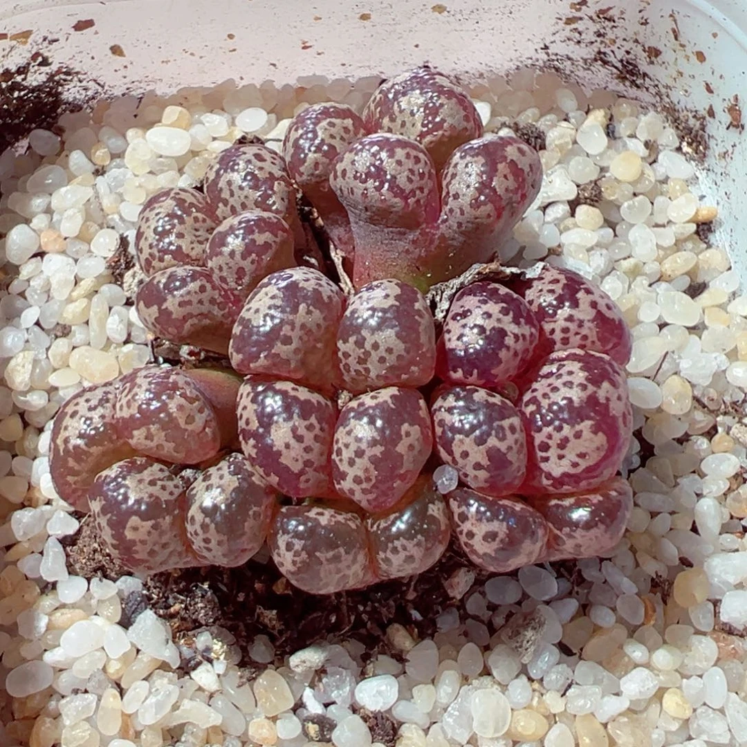 917-702多肉多肉蝴蝶勋章