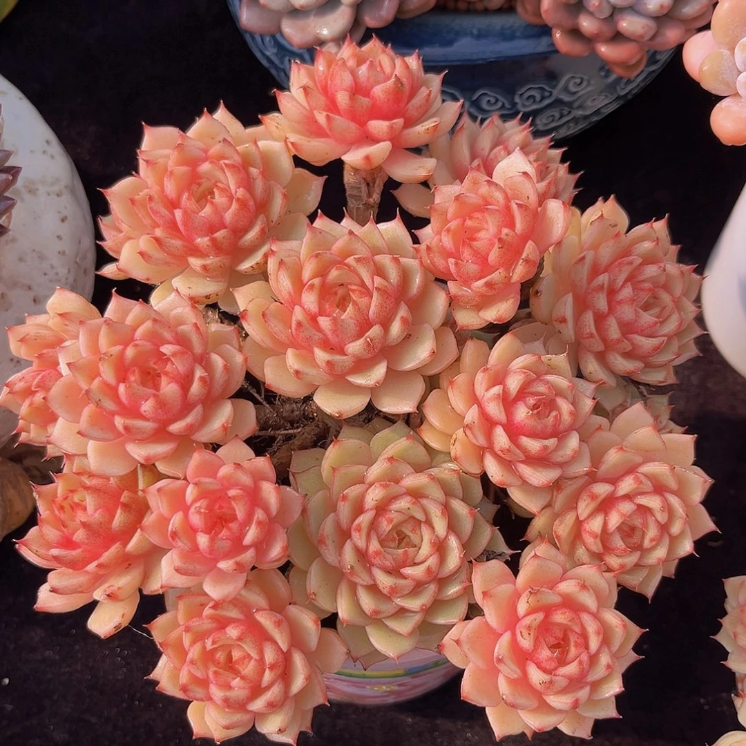 笨吧老桩多肉植物