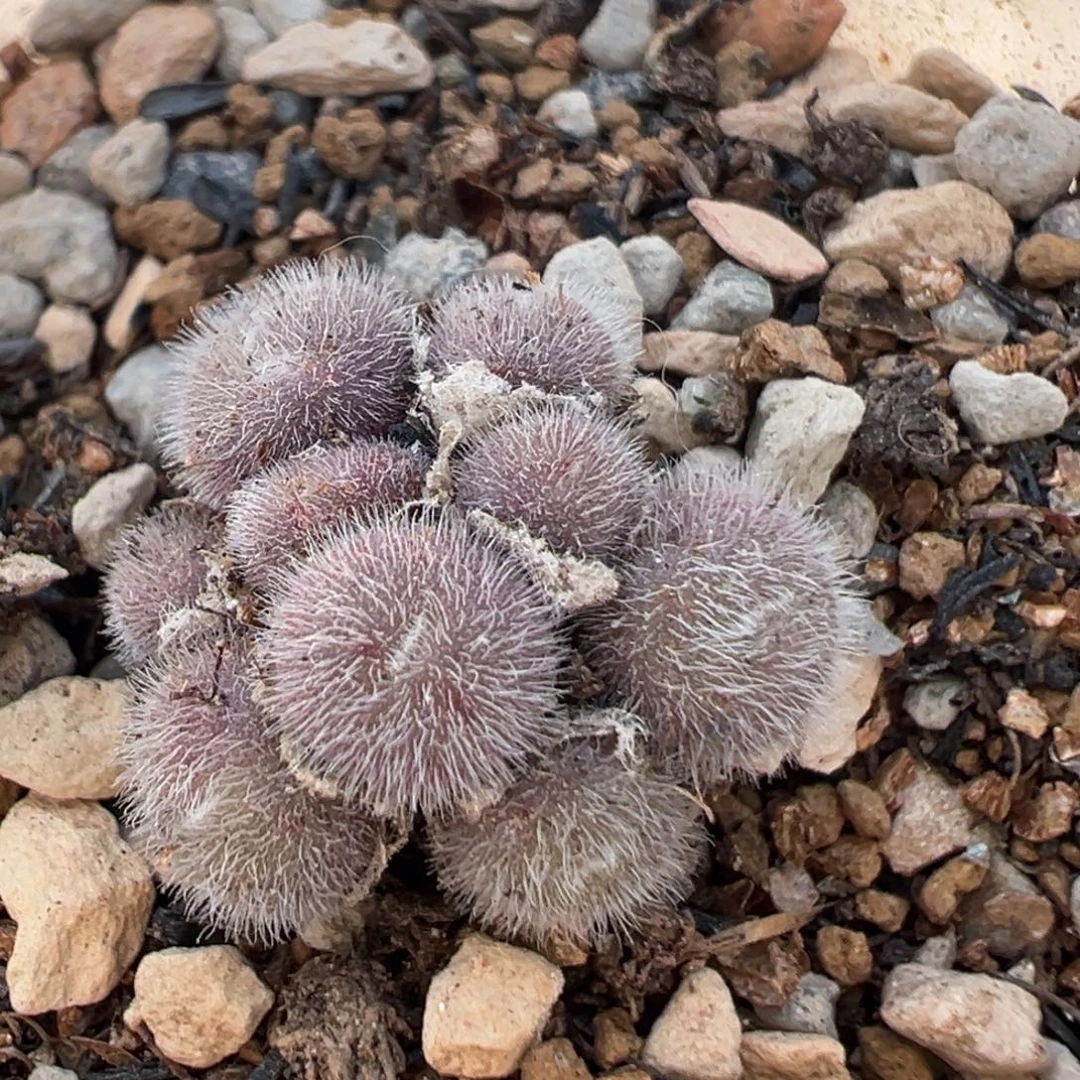 51多肉植物百科植物
