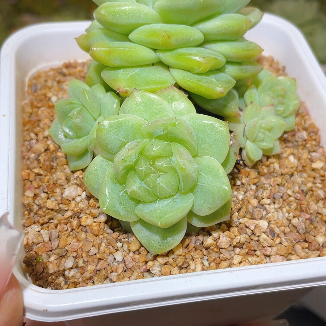 荷****8334明兰母本晾根。