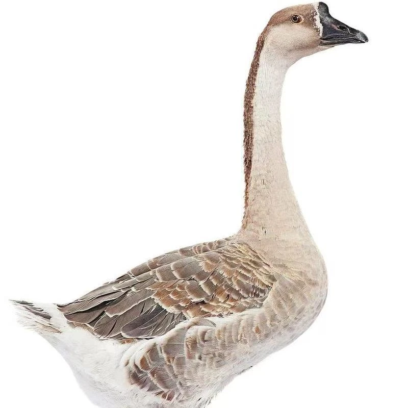 公黑头我鸟两年，粉丝福利，顺丰京东包邮宠物i