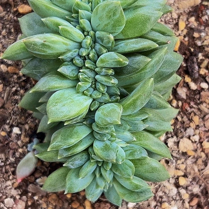 1颗美人系列多肉植物