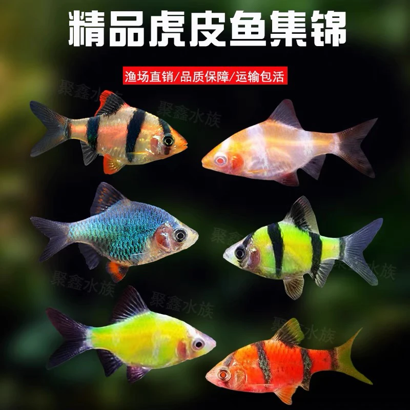 虎皮鱼绿虎皮热带鱼观赏鱼小型活体鱼宠物鱼耐活新手好养