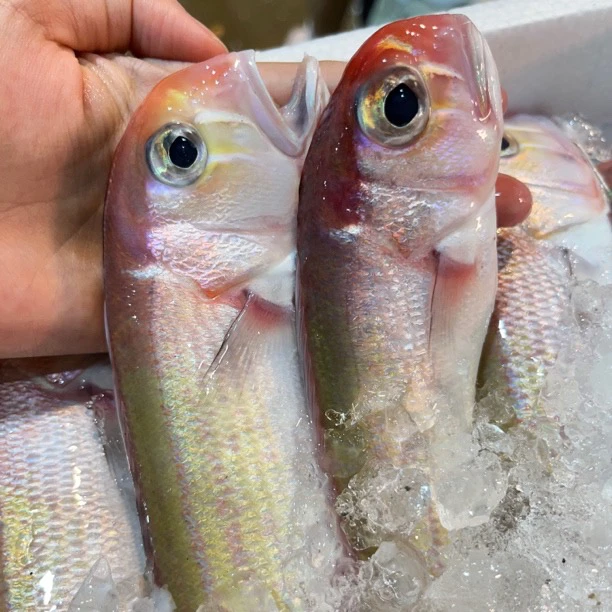 广东汕尾本港野生海钓青根马头鱼