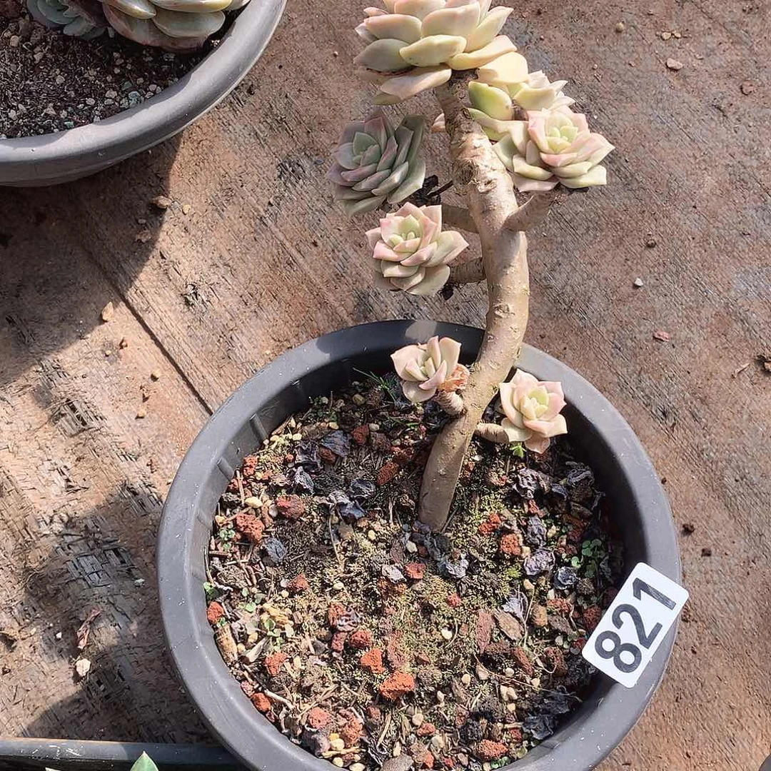821可爱玫瑰 一物一拍多肉