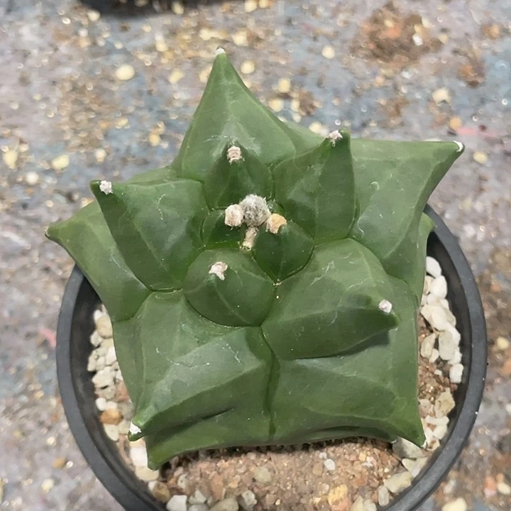 角尤鸾凤玉实生