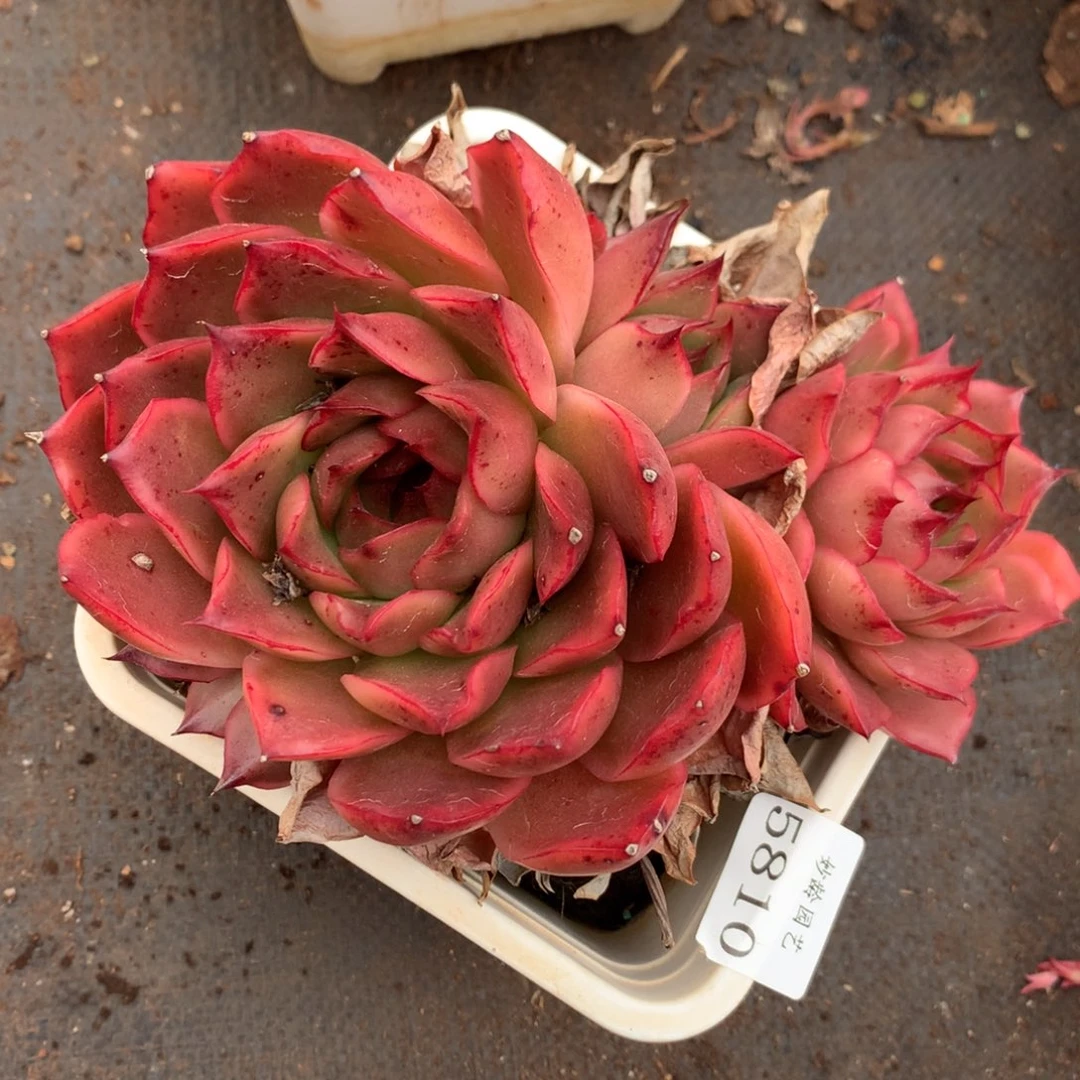 5810新年快乐发发发