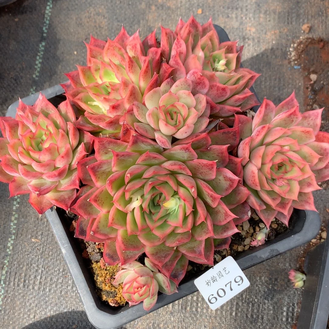 6079杂交精品基地20厘米