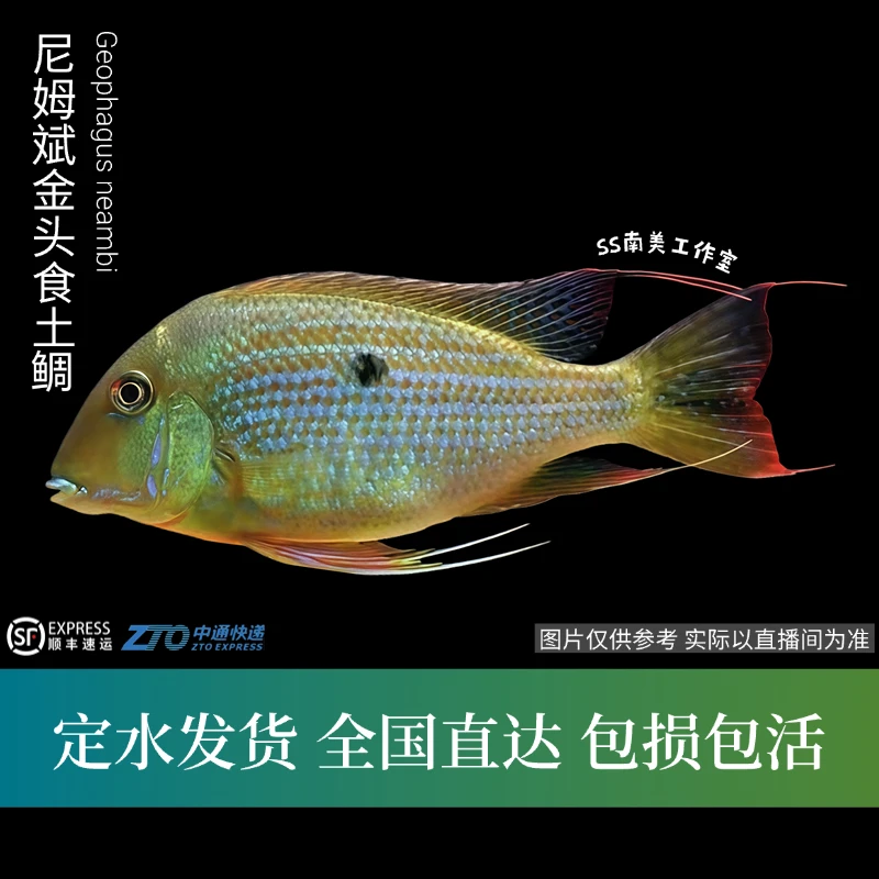 SS南美工作室 尼姆宾金头食土鲷