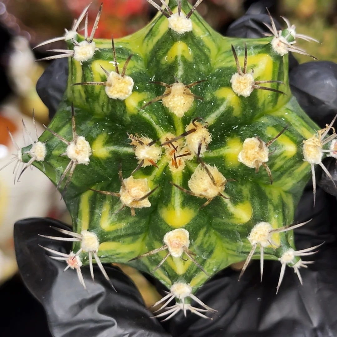 高绒米哈 一物一拍 脱土