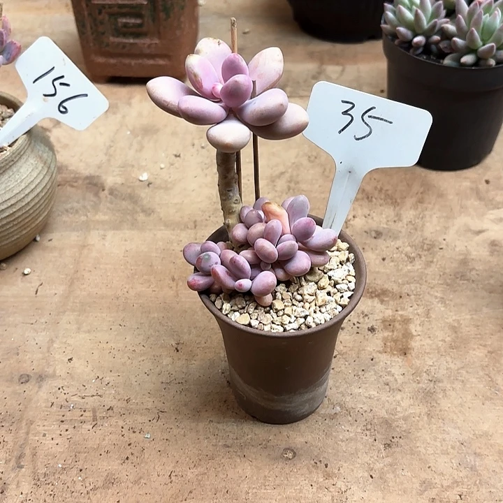 多肉植物，桃蛋35号