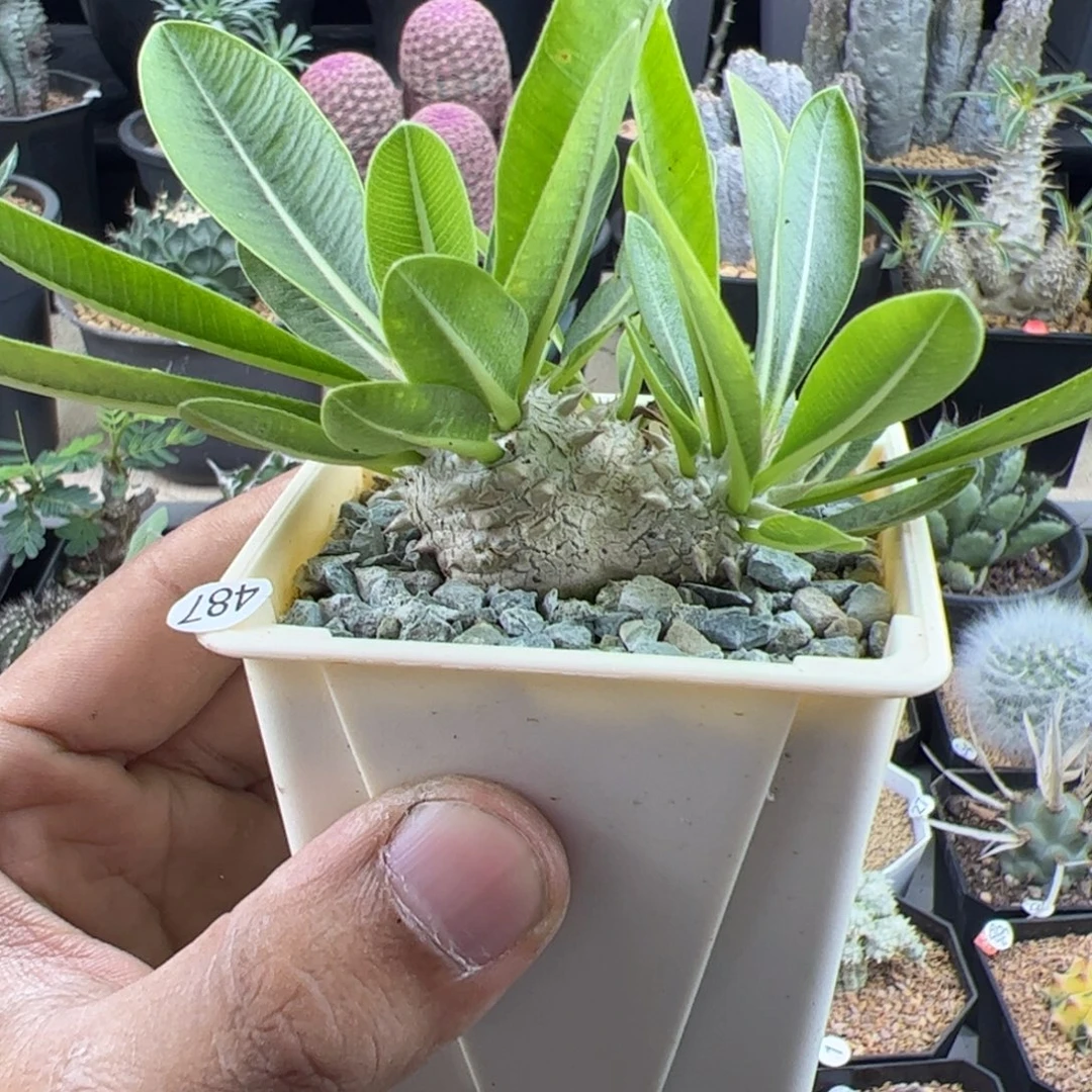 惠比大黑一物一拍带盆发