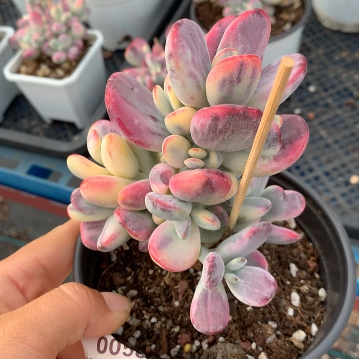 无花朵乒乓福娘锦多肉植物0058