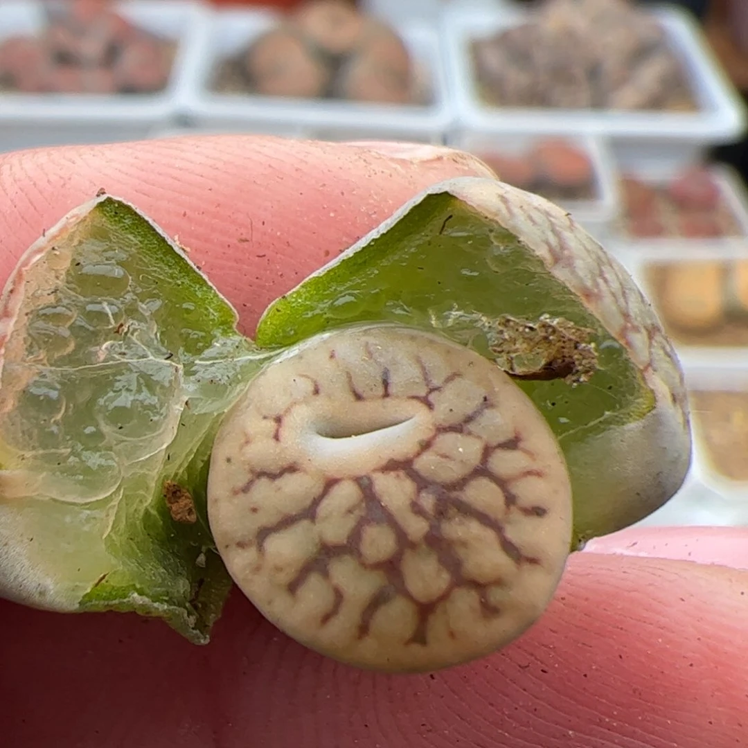 团*?0720号线招福 多肉植物