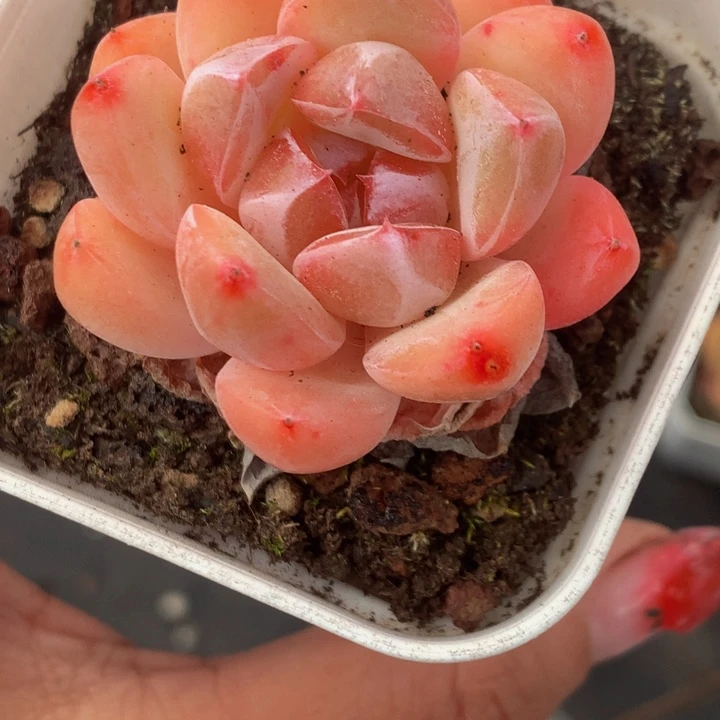 水果糖 珍妮 优选（满9.99包邮不满9.99发叶子）