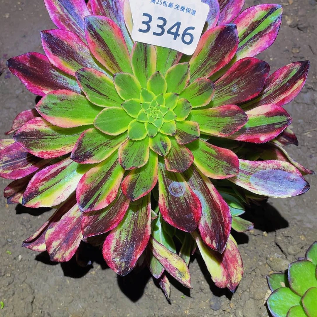 3346莫兰迪多肉植物