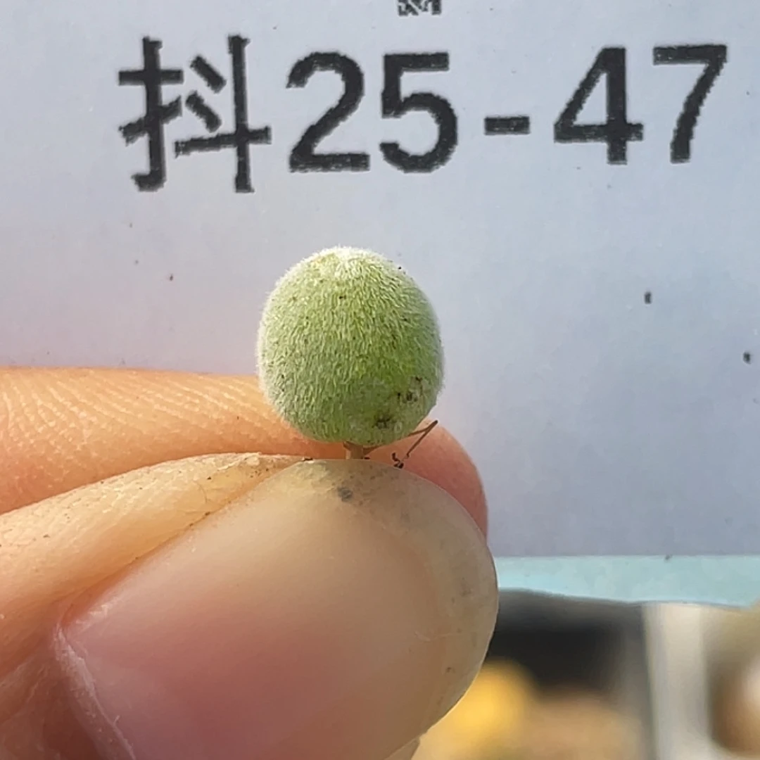 25-47哈默灯泡肉锥