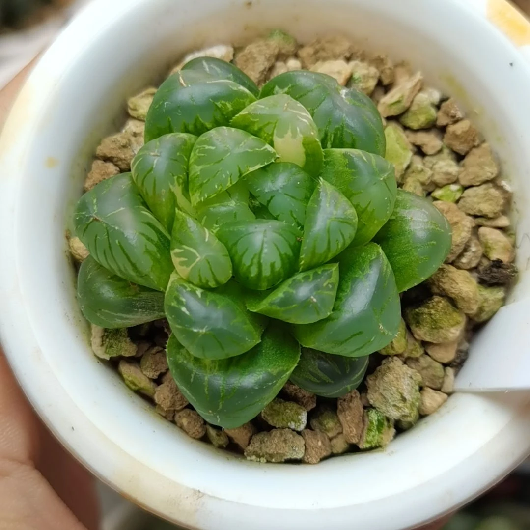 38号紫玉玉露锦一物一拍带盆土发货