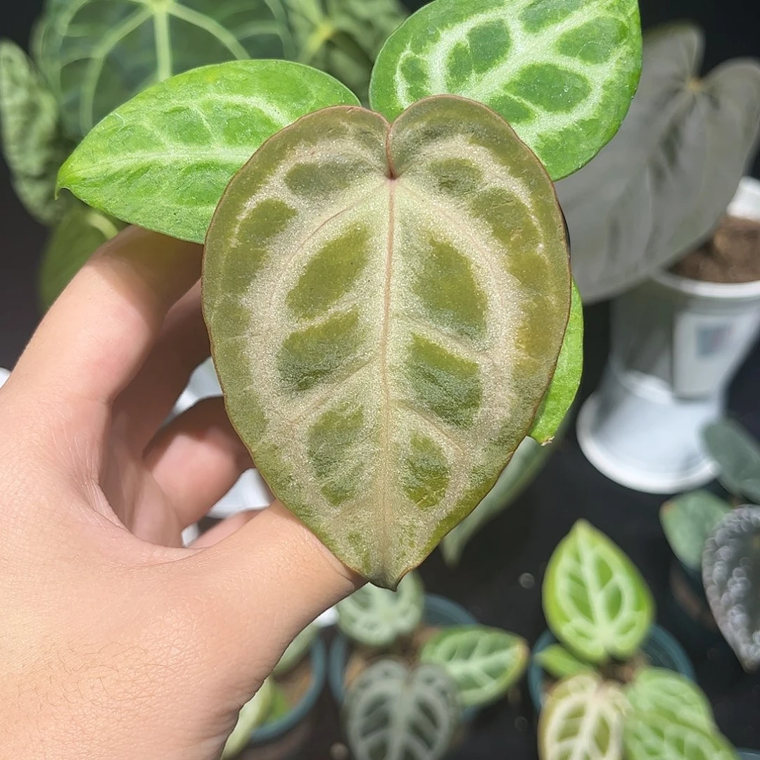 完全开放粉柠檬红咋skg银红