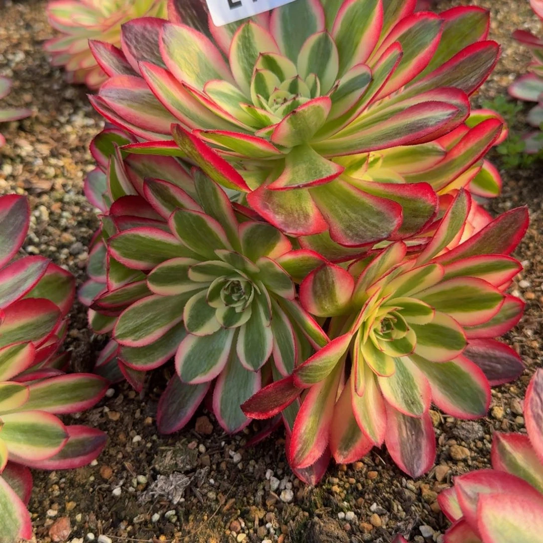 1169荔枝 多肉植物