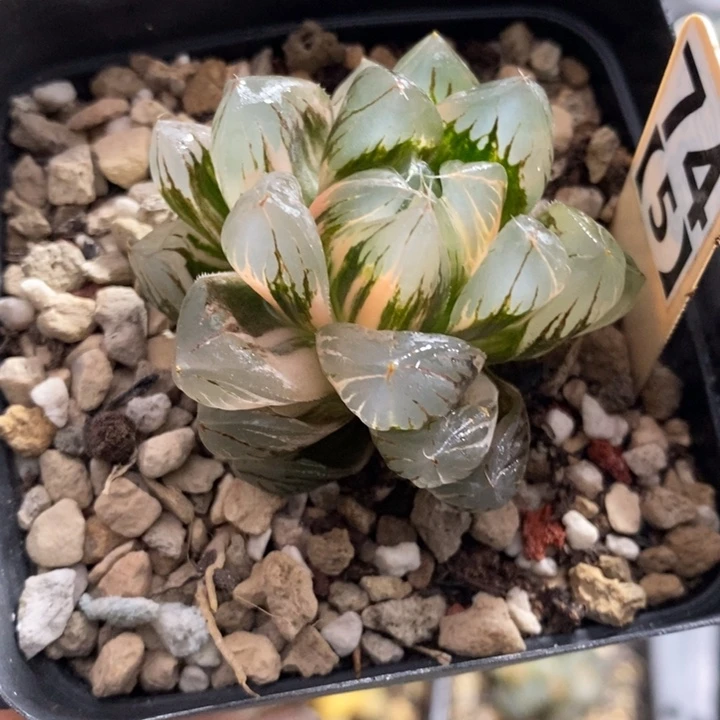 74号水晶x冰川玉露锦