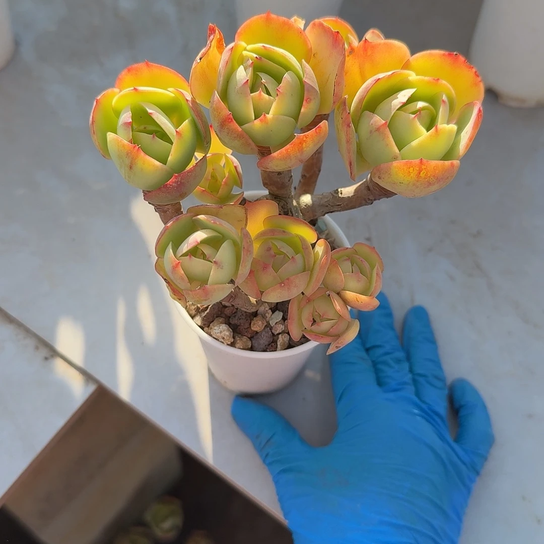 ****媛鸡蛋碧桃多肉植物一颗