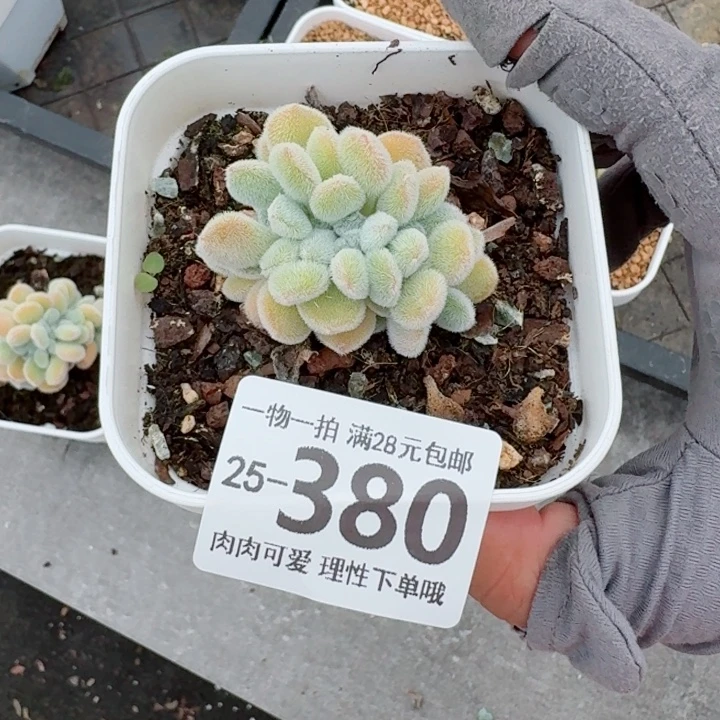 妙***佳雪晃星缀化无盆土发货多