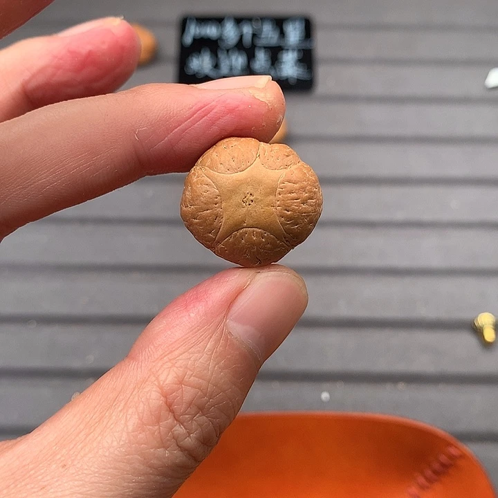 吊坠凤眼菩提24+五星，非质量问题开孔不退