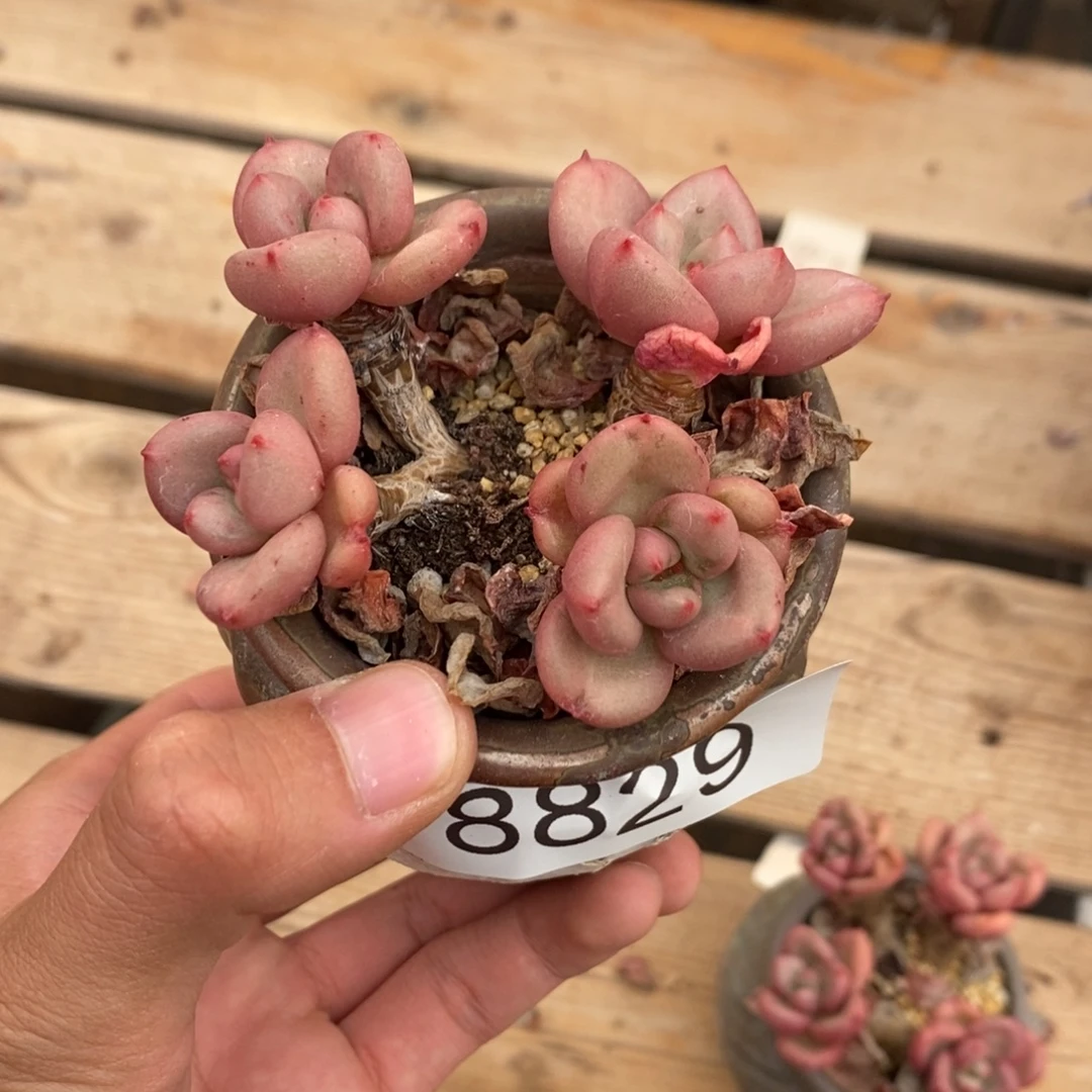 桃花奶多肉植物8829