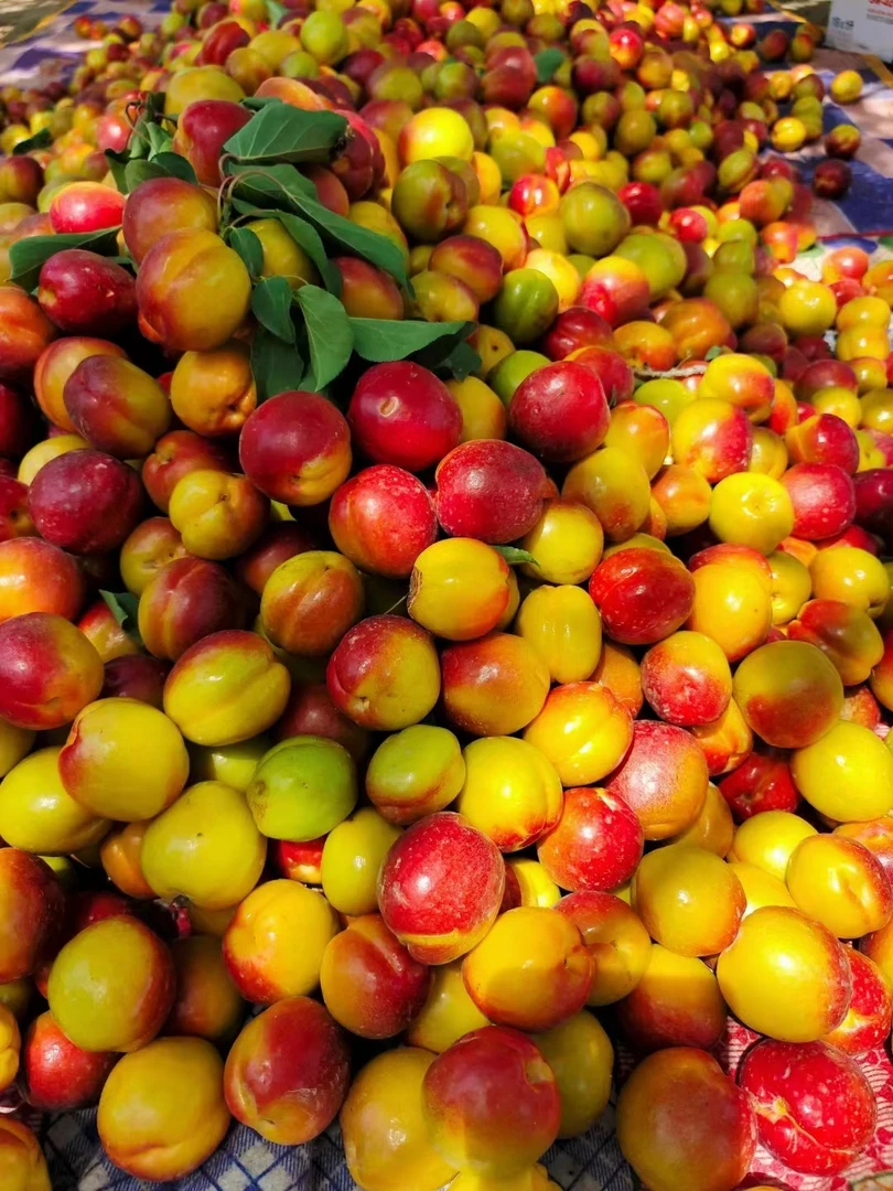 正宗新疆哈密美人心杏子下树了