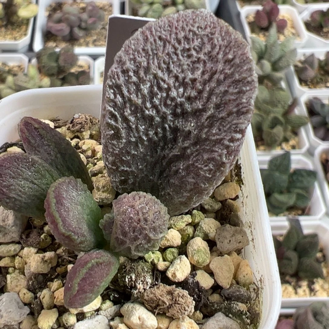 实生新品大苗多肉植物