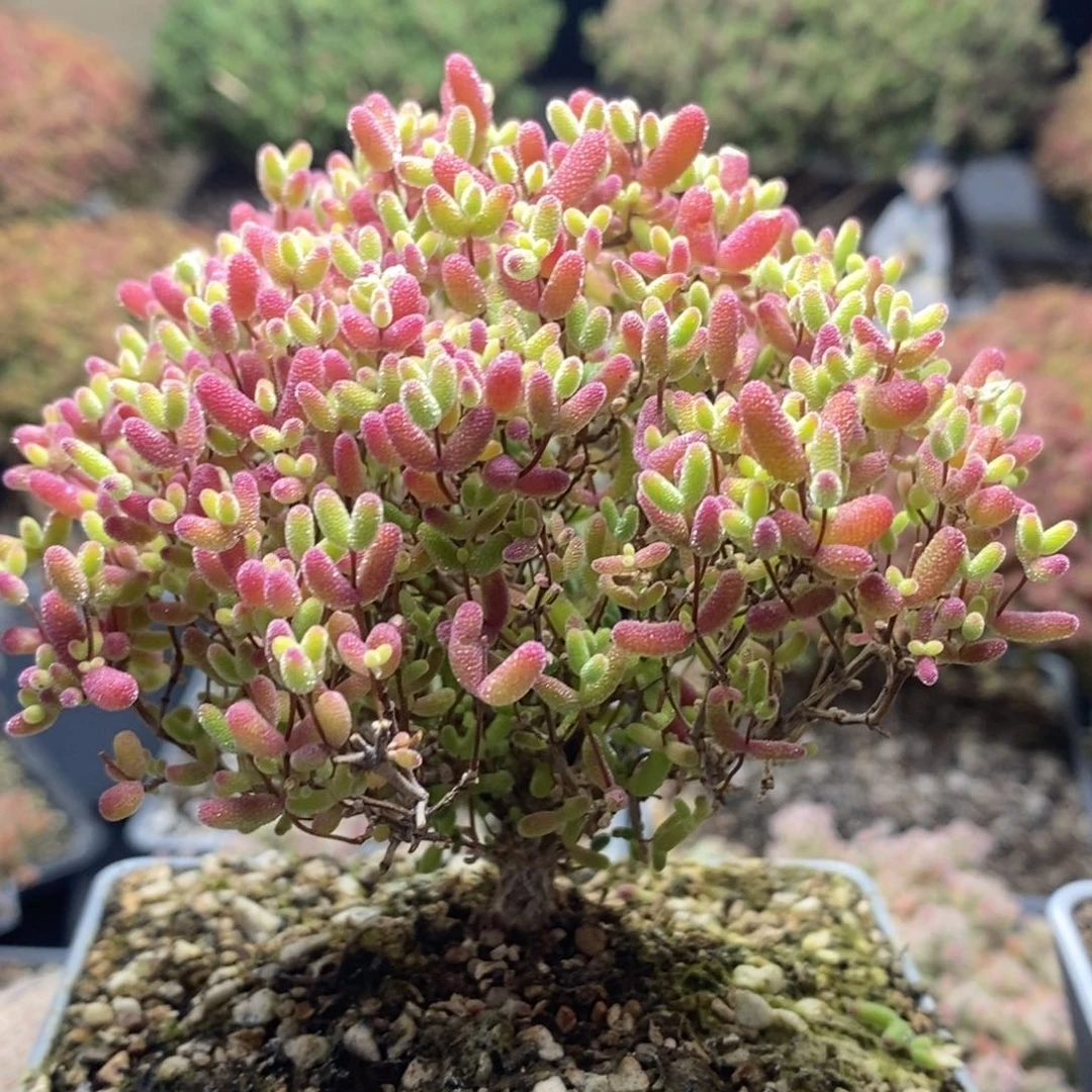 蜜橘糖球8165枝干番杏
