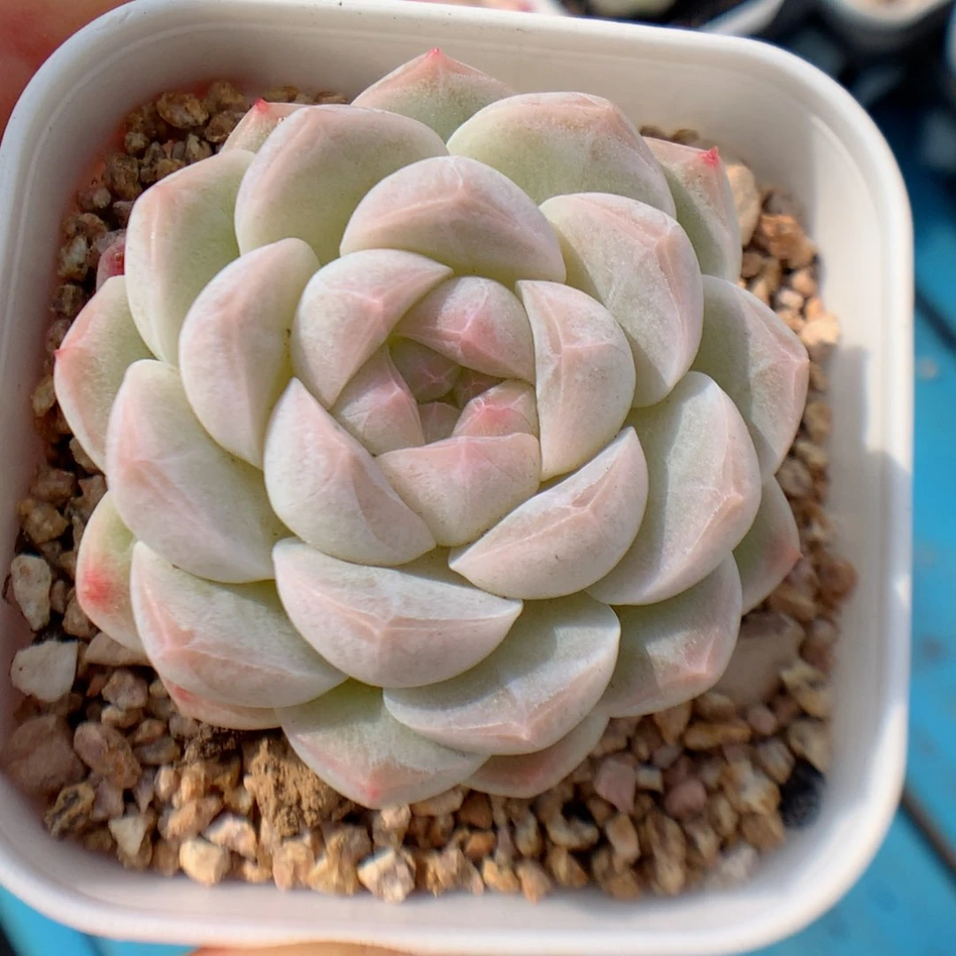 多肉植物。 糖心60