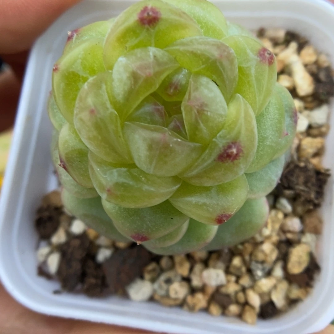 玲珑珍妮可拍905号