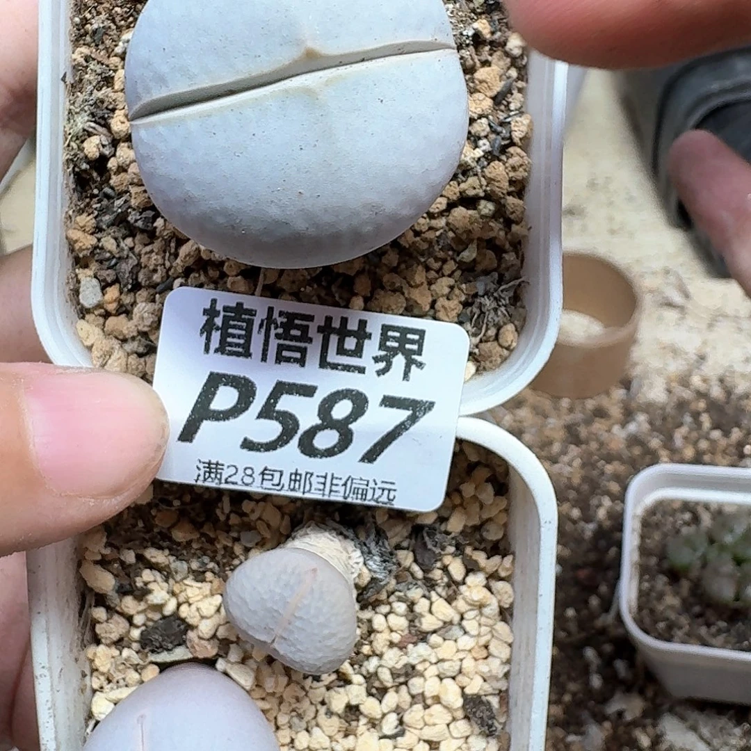 多肉植物仙人掌地方