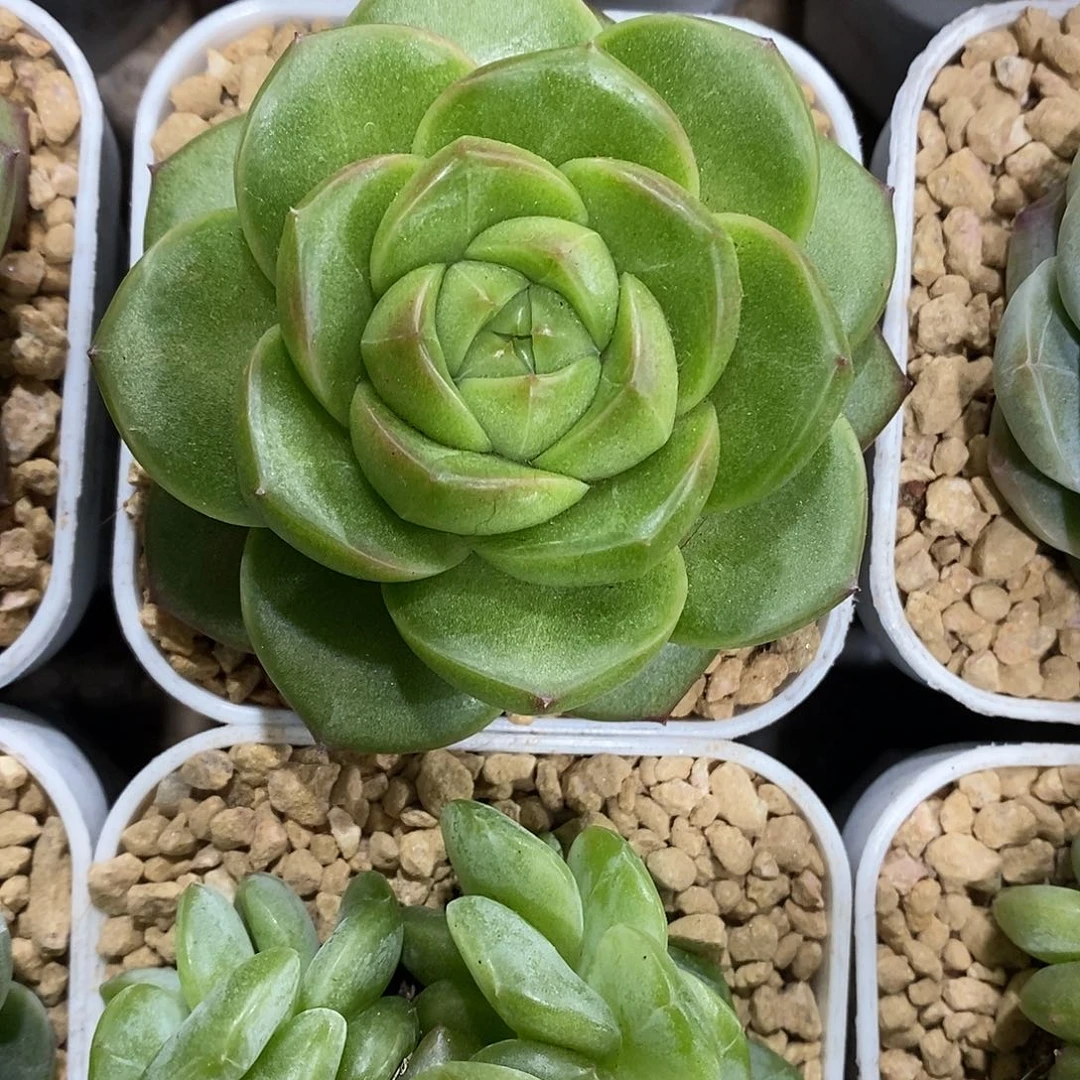 新品珍妮满28发货