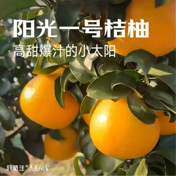 【鲜甜多汁，化渣率高】阳光一号桔柚家庭装