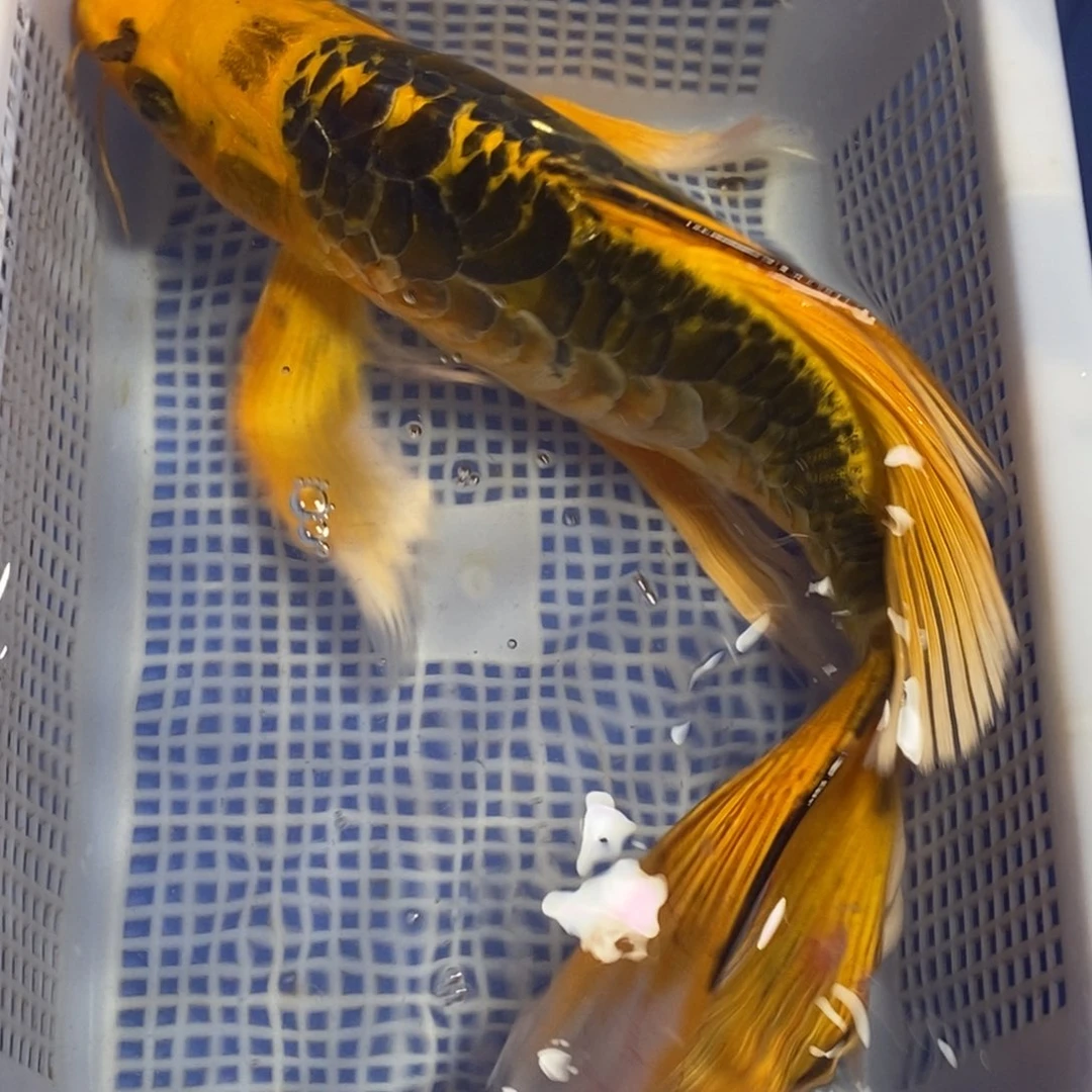 锦鲤冷水锦鲤包邮
