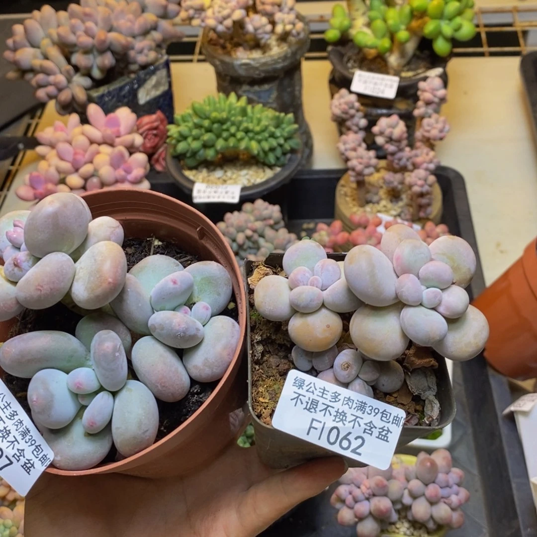 很***e097大叶奶062芭比奶共两颗