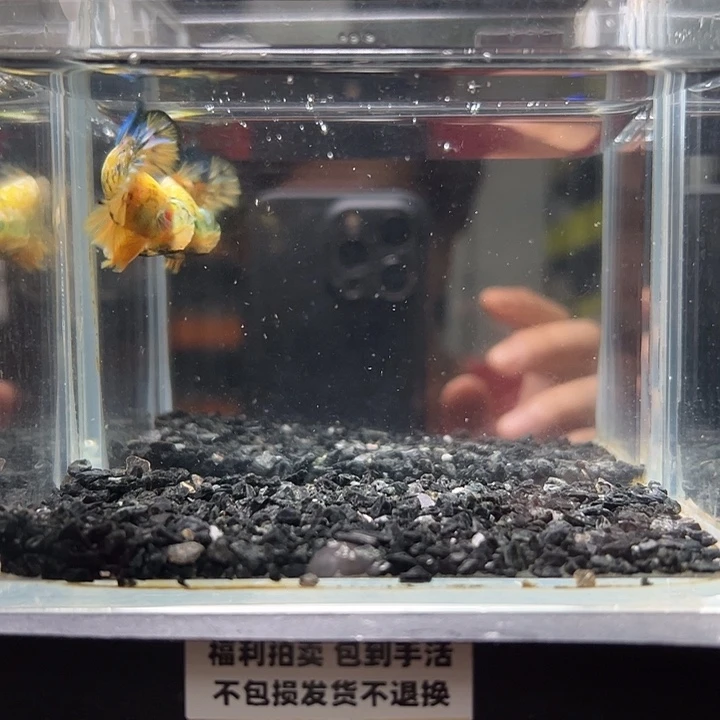 斗鱼竞拍跑单拉黑23日56
