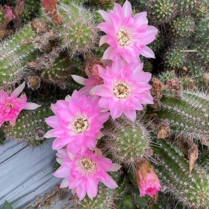 白檀仙人掌663侧芽一个