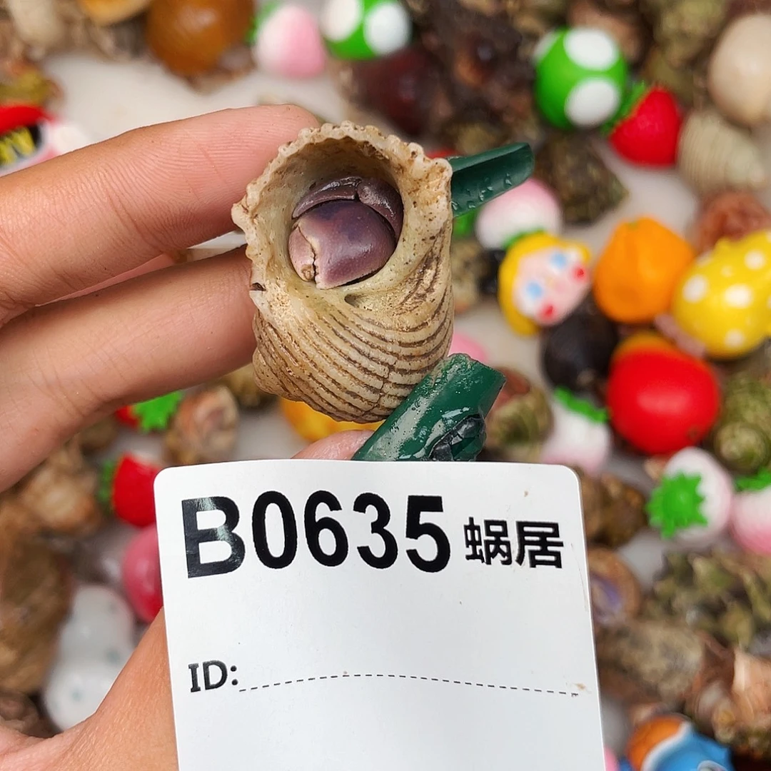 寄居蟹寄居蟹0635