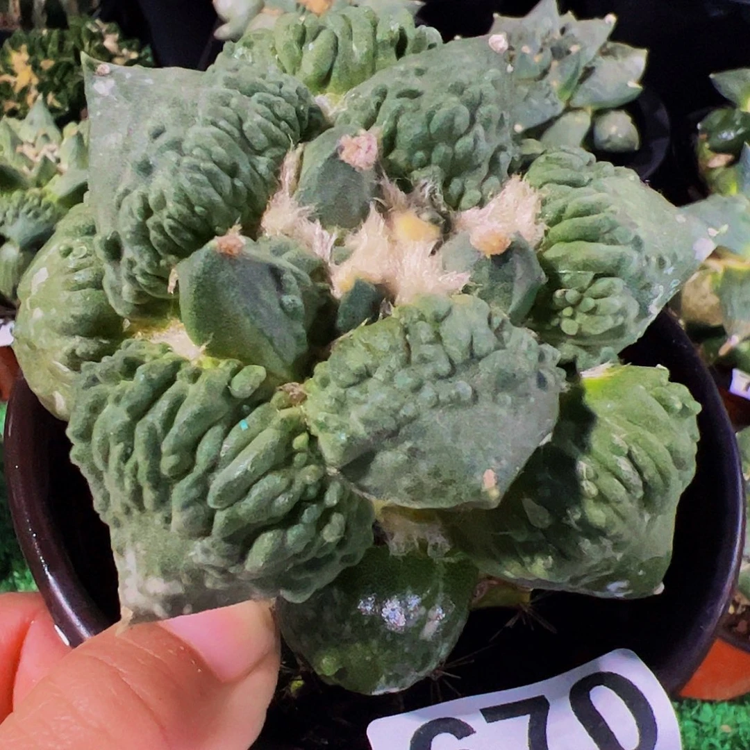 无花朵瘤尤怒涛牡丹670