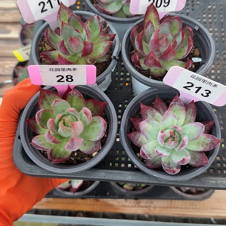 魔***售54、211、209、28、213 惊鸿仙子多肉植物