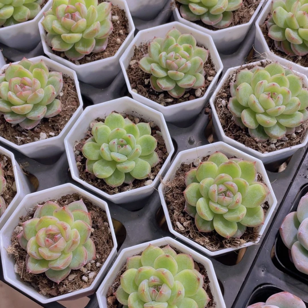 量拍56号 丸叶雪花珍妮单头一个