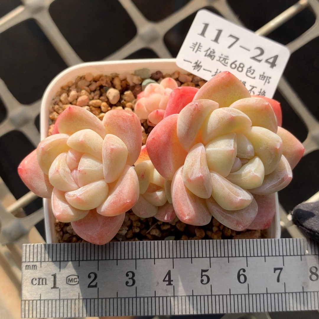 24。白底糖心冰玉。四头。