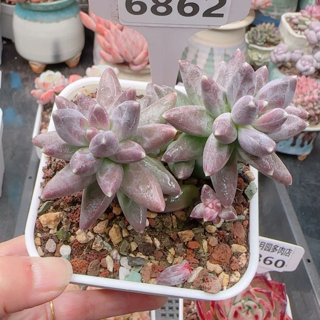 多肉植物6862…………….